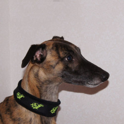 Broderat halsband - springande whippet