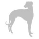 Galgo Español 2 