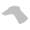 Galgo Español 3