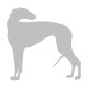 Galgo Español 