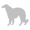 Borzoi
