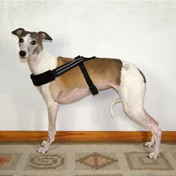 Whippetsele Deluxe