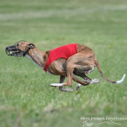 Lure Coursing täcke