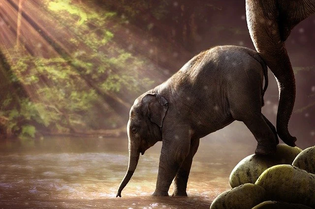 Elefant