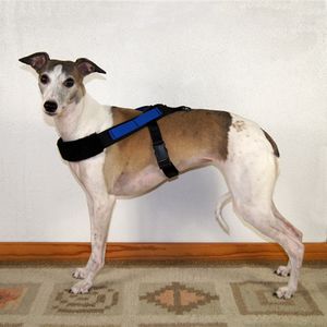 Sighthound Harness Standard XL